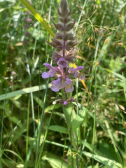 Stachys palustris