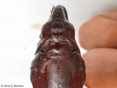 Cocytius antaeus