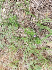 Scutellaria drummondii