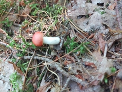Russula paludosa