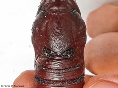 Cocytius antaeus