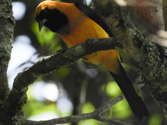 Icterus chrysater