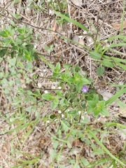 Scutellaria drummondii