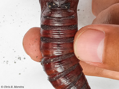 Cocytius antaeus