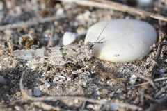 Sphingonotus caerulans