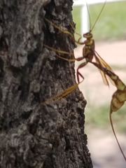Megarhyssa macrurus icterosticta