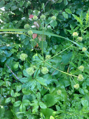 Sanicula marilandica