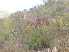 Thamnochortus erectus