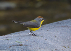 Myioborus brunniceps