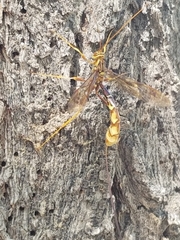 Megarhyssa macrurus icterosticta