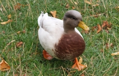 Anas platyrhynchos domesticus