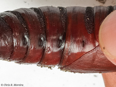 Cocytius antaeus