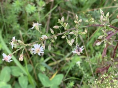 Symphyotrichum lateriflorum