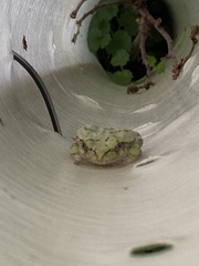 Hyla versicolor