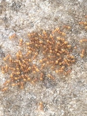 Lasius colei