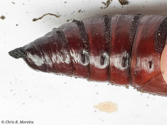 Cocytius antaeus