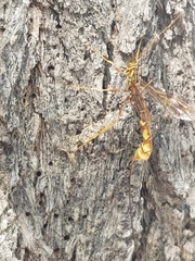 Megarhyssa macrurus icterosticta