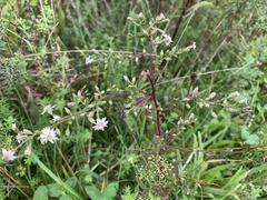 Symphyotrichum lateriflorum