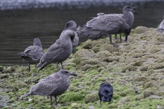 Larus glaucescens