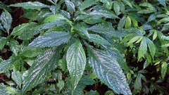 Strobilanthes flexicaulis