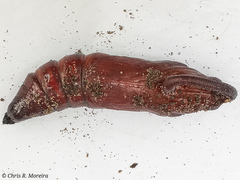 Cocytius antaeus