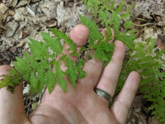 Dryopteris intermedia