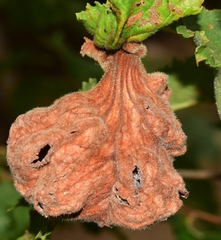Eriosoma lanuginosum