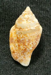 Maculastrombus maculatus