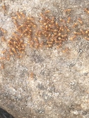 Lasius colei