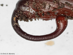 Cocytius antaeus