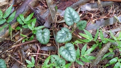 Rubus pectinellus