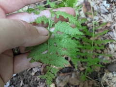 Dryopteris intermedia