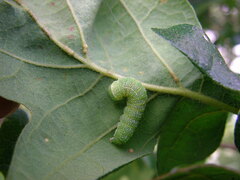 Orthosia hibisci