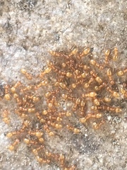 Lasius colei