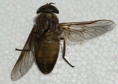 Tabanus glaucus