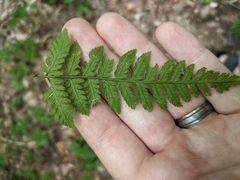Dryopteris intermedia