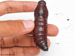 Cocytius antaeus