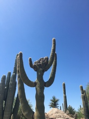 Carnegiea gigantea