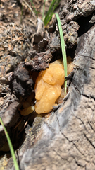 Tremella