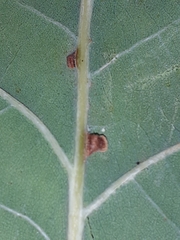 Neuroterus anthracinus