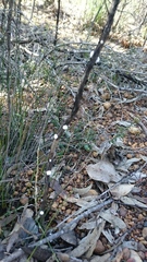 Ceroplastes