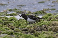 Arenaria melanocephala
