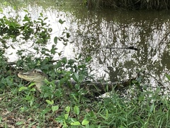 Caiman crocodilus fuscus
