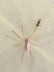 Hybotidae