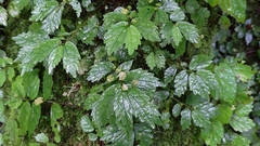 Elatostema microcephalanthum