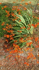 Crocosmia aurea