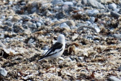 Plectrophenax nivalis