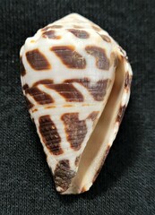 Conus ebraeus
