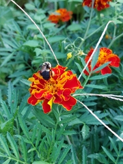 Bombus impatiens