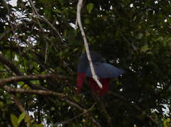 Tauraco macrorhynchus